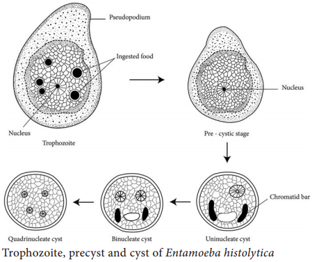 Life Cycle Of Entamoeba Histolytica