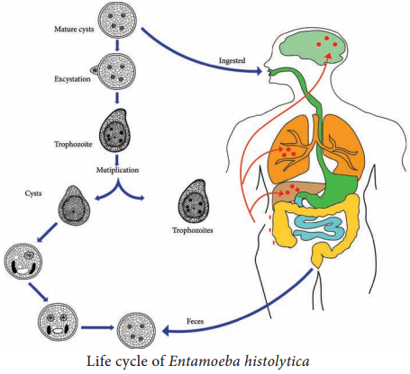 Life Cycle of Entamoeba Histolytica