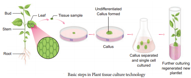 Plant Tissue Culture Techniques and Types
