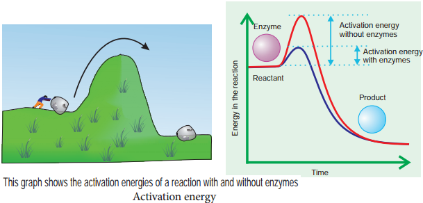 enzyme activation energy